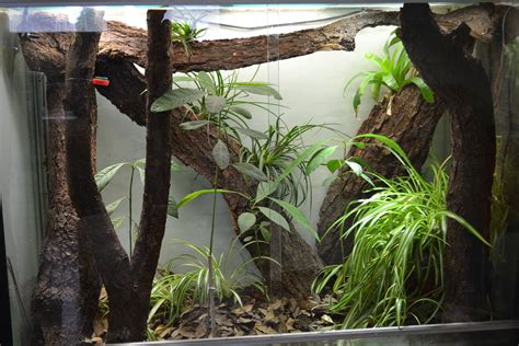 Vivarium Habitat