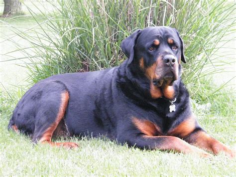 This is my Big Guy Zeus, the best Rottie I have owned. 160 lb. Gentle ...