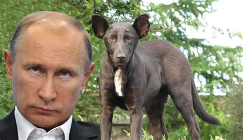 Dog looks like Vladimir Putin: Ukraine dog is spitting image of Russian ...