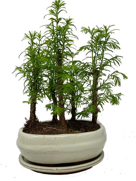 Dawn Redwood Bonsai Forest (Metasquoia Glyptostroboidies) in 20cm Ceramic Pot - Bonsai2U