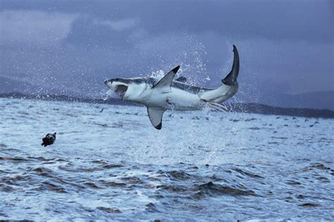 Bull Shark vs Great White Shark - Tom's Catch Blog