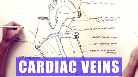 Cardiac Veins - Anatomy tutorial - YouTube