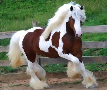 Clydesdale horse ~ Everything You Need to Know with Photos | Videos