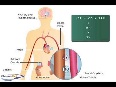 Aldosterone action on the kidney.flv - YouTube