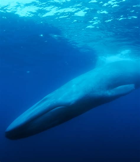 Who is Whale 52? Why 'The Loneliest Whale' is a "mirror of ourselves"