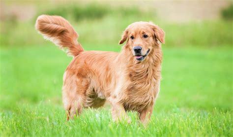 Golden Retriever Dog Breed Information, Characteristics & Fun Facts | PetCoach