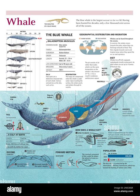 Infographic on the anatomy, habitat, diet and breeding of the blue ...