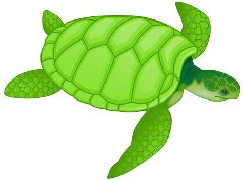 Turtle | Free Stock Photo | Illustration of a green sea turtle | # 11029