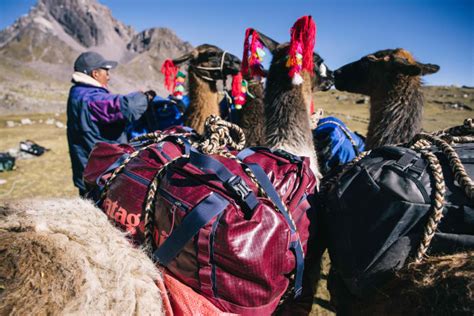 How to Embark on a Llama-to-Ski Mission in Southern Peru - Men's Journal