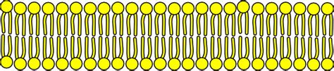 Cell Membrane Clip Art at Clker.com - vector clip art online, royalty free & public domain