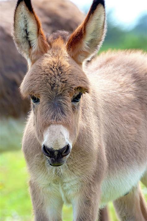 Donkey Foal Photograph by Jacky Parker - Pixels