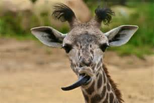 What color is a giraffe's tongue? | Animals and Birds Questions ...