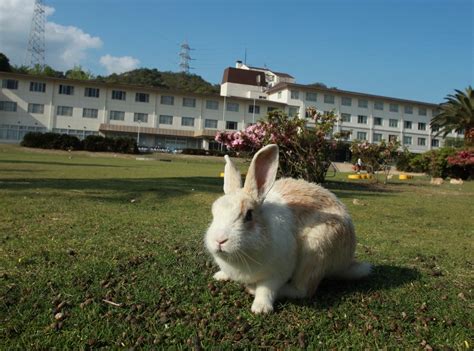 Bucket List inspiration: Okunoshima, the small island in Japan occupied by hundreds of adorable ...