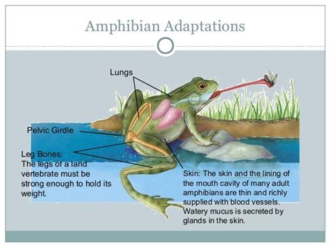 Fish and amphibians notes