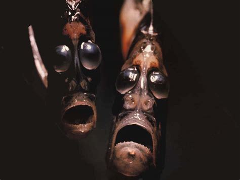 Real Monstrosities: Marine Hatchetfish