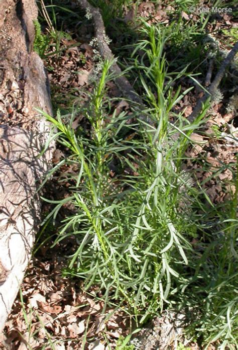 Artemisia dracunculus (dragon wormwood): Go Botany