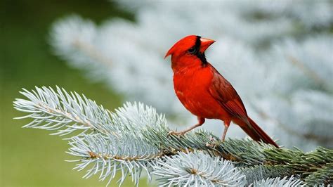 Red Cardinal Birds 1080p HD Wallpaper 1920×1080