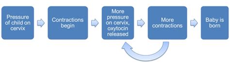 Positive and Negative Feedback Loops: Explanation and Examples