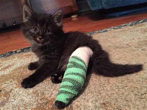 How to Splint a Cat Leg - Things You Should Take Care of