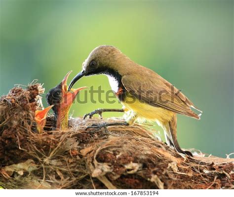 38,425 Bird Feeding Baby Stock Photos, Images & Photography | Shutterstock