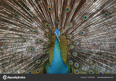 Peacock Stock Photo by ©flwong 176322406