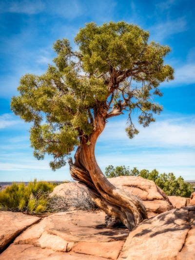 Trees That Handle Drought-Like Conditions - Drought Tolerant Deciduous Trees And Evergreens