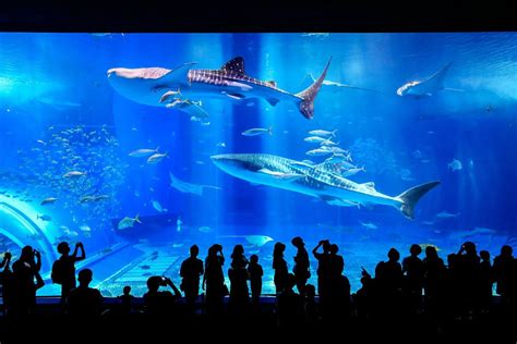 Okinawa Churaumi Aquarium: Tickets, Tips & How To Get There In 2023