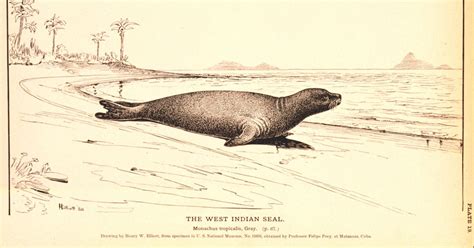 It's official: Caribbean monk seal is extinct