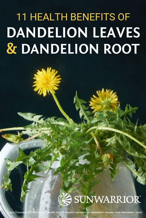 12 health benefits of dandelion leaves and dandelion root infographic – Artofit