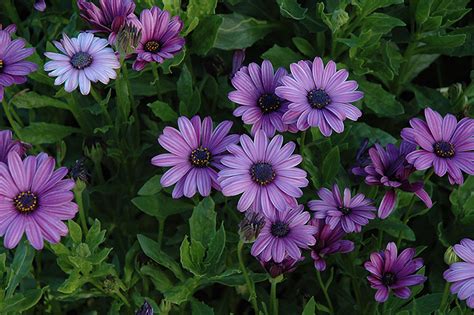 Asti Lavender Shades African Daisy (Osteospermum 'Asti Lavender Shades ...