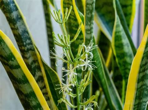 Snake Plant Flowering | The Beauty Of The Rare Occurrence | Succulent Thrive