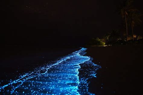 The curious case of the glowing beach in Goa | Maldives beach, Bioluminescent plankton, Sea of stars