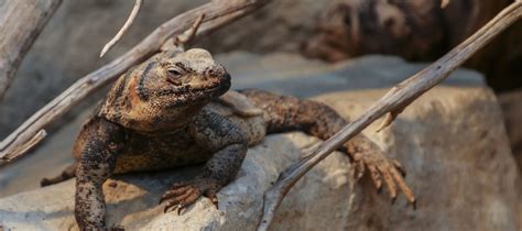 Chuckwalla | Zoo Med Laboratories, Inc.