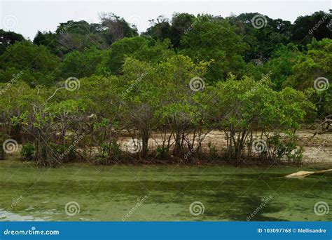 Mangroves on the Beach of Mogo Mogo Island, Saboga, Panama Stock Photo ...