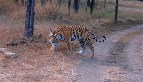 6 Wildlife Sanctuaries You Need To Visit in West Bengal - lifeberrys.com