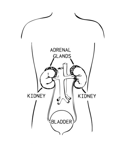 Adrenal Glands Diagram Illustration Free Stock Photo - Public Domain Pictures