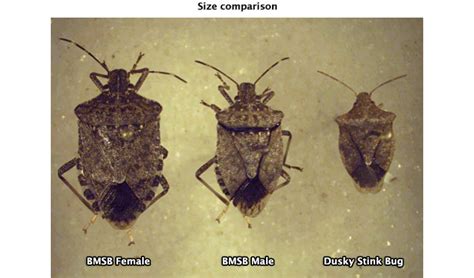 Look-Alike Insects - StopBMSB.org