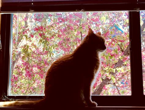 Flowering tree cat silhouette : r/aww