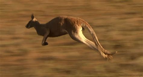 Hoppin Along GIF - Kangaroo Bounce Hop - Discover & Share GIFs