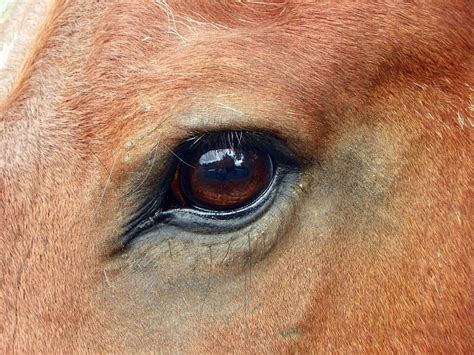 Do Horses Neigh When They Run?: What eye colors can horses have?