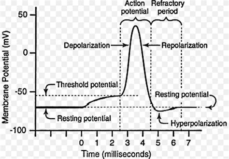 Resting Potential Action Potential Neuron Membrane Potential Na+/K+-ATPase, PNG, 807x569px ...