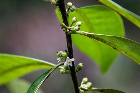 Holly tree species not seen by scientists in 200 years reappears | New Scientist