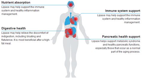 Lipase | Health Benefits and Uses of Lipase - Xtend-Life Natural Products