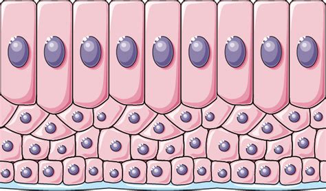 Stratified columnar epithelium - Servier Medical Art