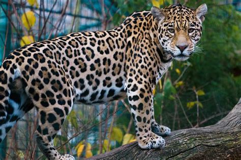 Jaguar – a strong wild cat | DinoAnimals.com