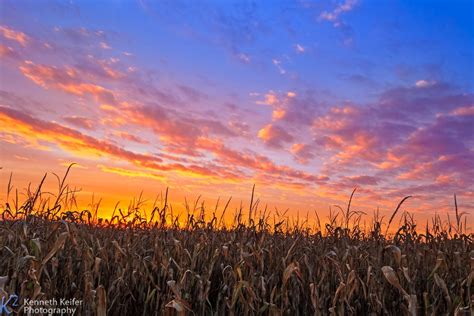 the sun is setting over a cornfield with blue sky and clouds in the background