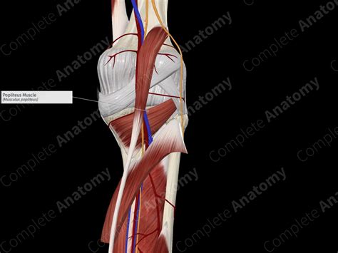 Popliteus Muscle | Complete Anatomy