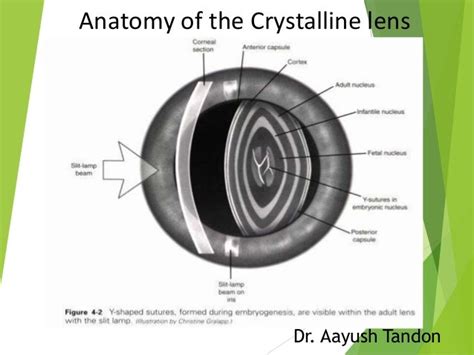 Anatomy of crystalline lens by Dr. Aayush Tandon