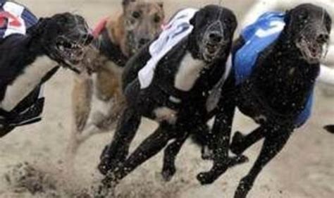 Greyhound racing results 18/08/12 | Other | Sport | Express.co.uk