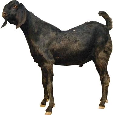 Black Bengal Goat | Meat and Milk Production